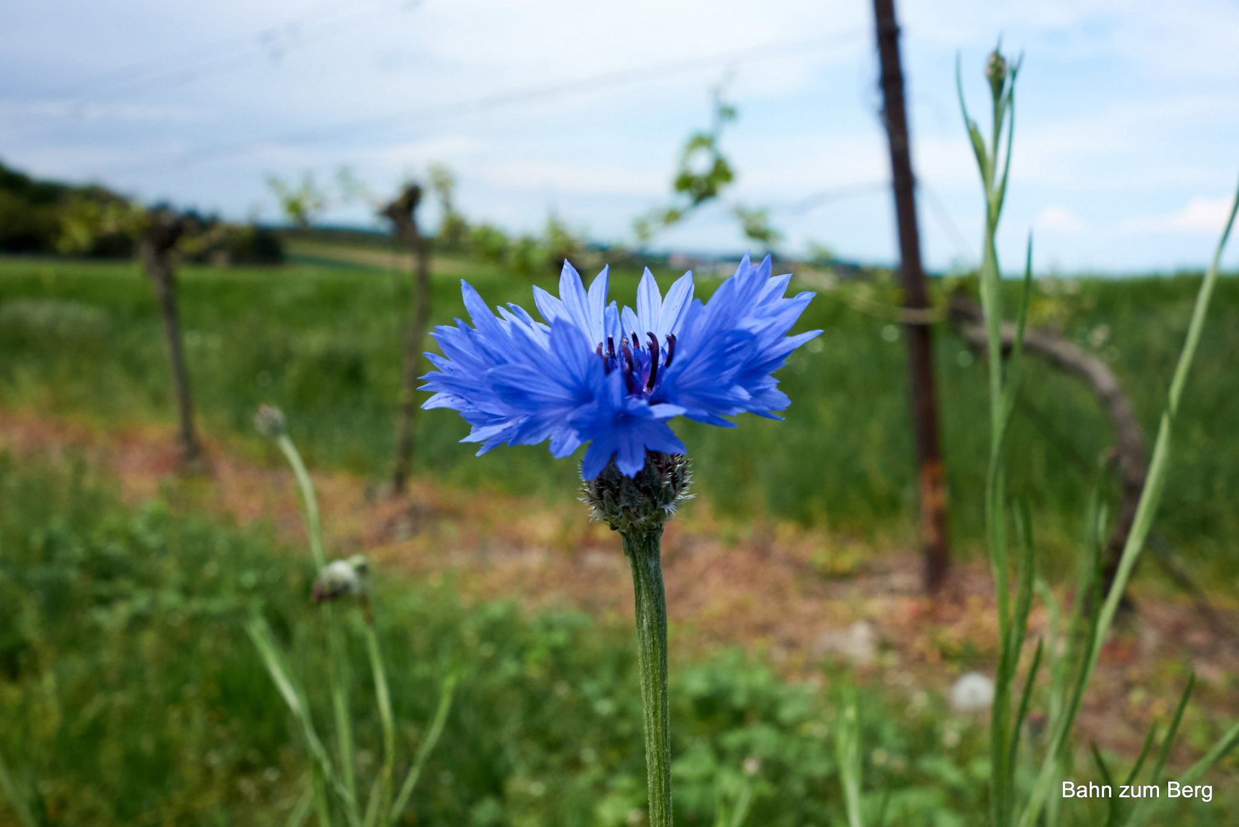 Kornblume