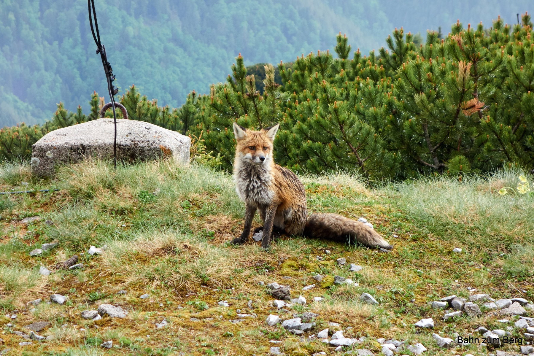 Fuchs vor dem Habsburghaus