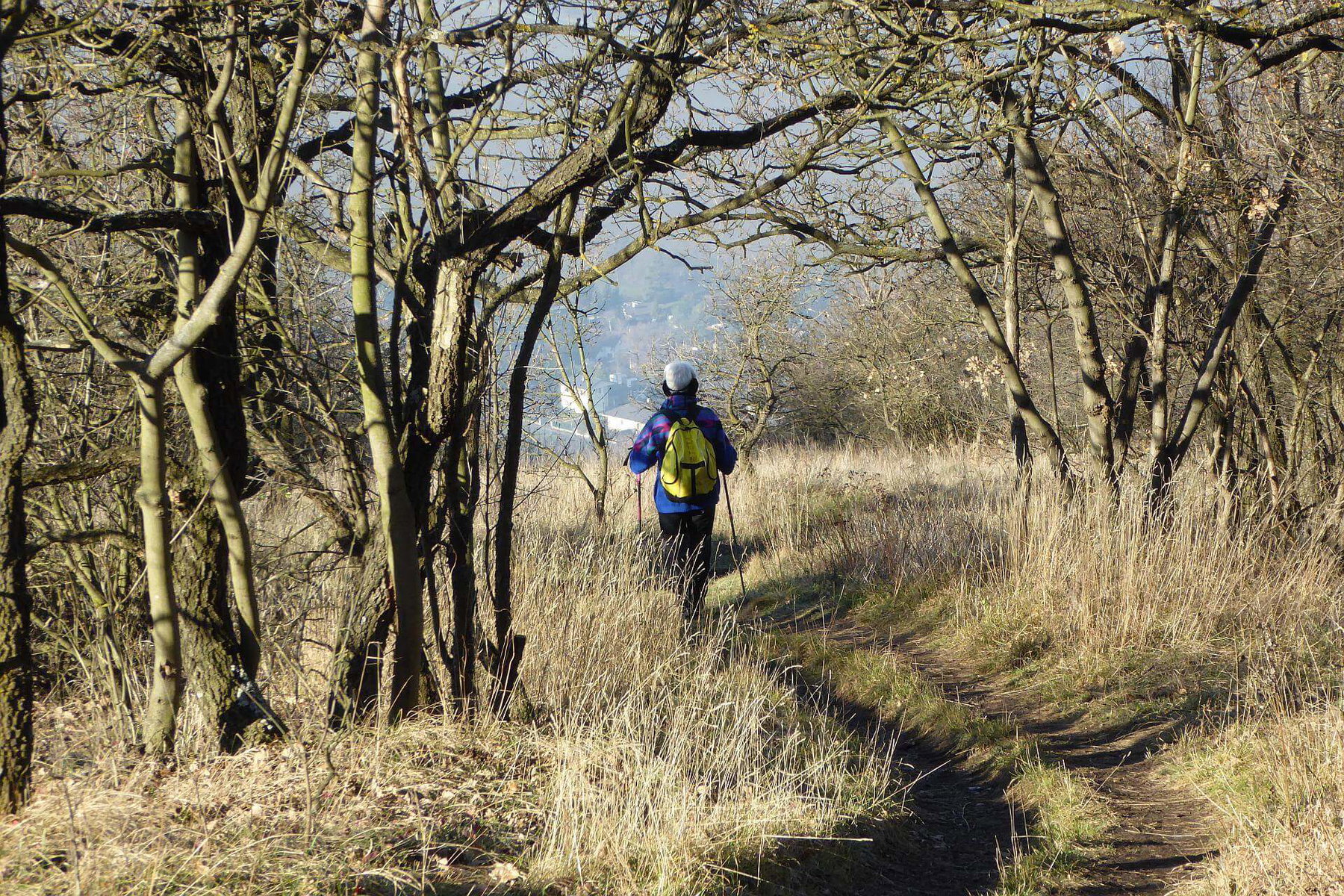 Abstieg vom Hundsheimer Berg nach Hainburg.