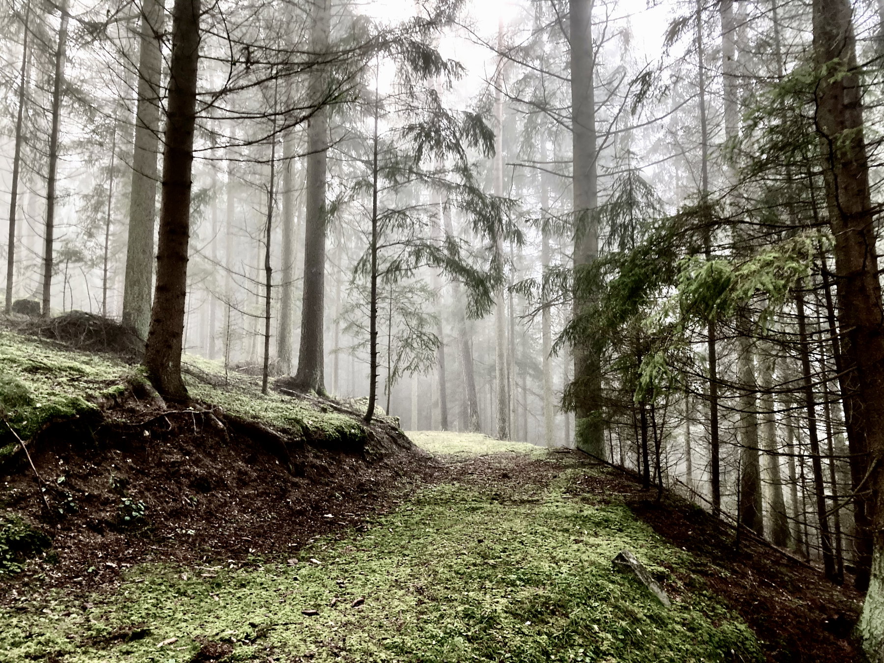 Wald bei Harterleiten, Kefermarkt. Foto: Stefan Hochhold