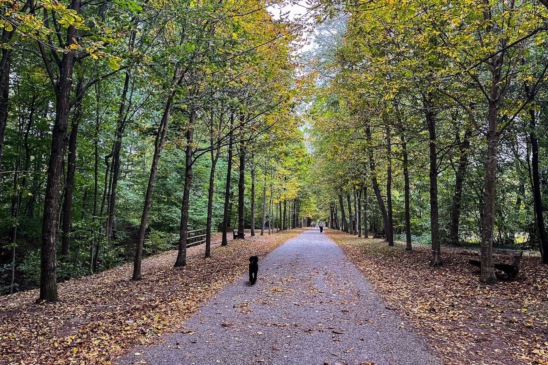 Die Schwarzenbergallee. Foto Birgit Matzinger