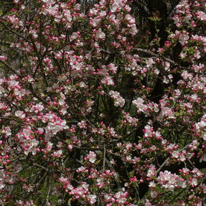 Von Peggau über den Trötsch nach Frohnleiten
