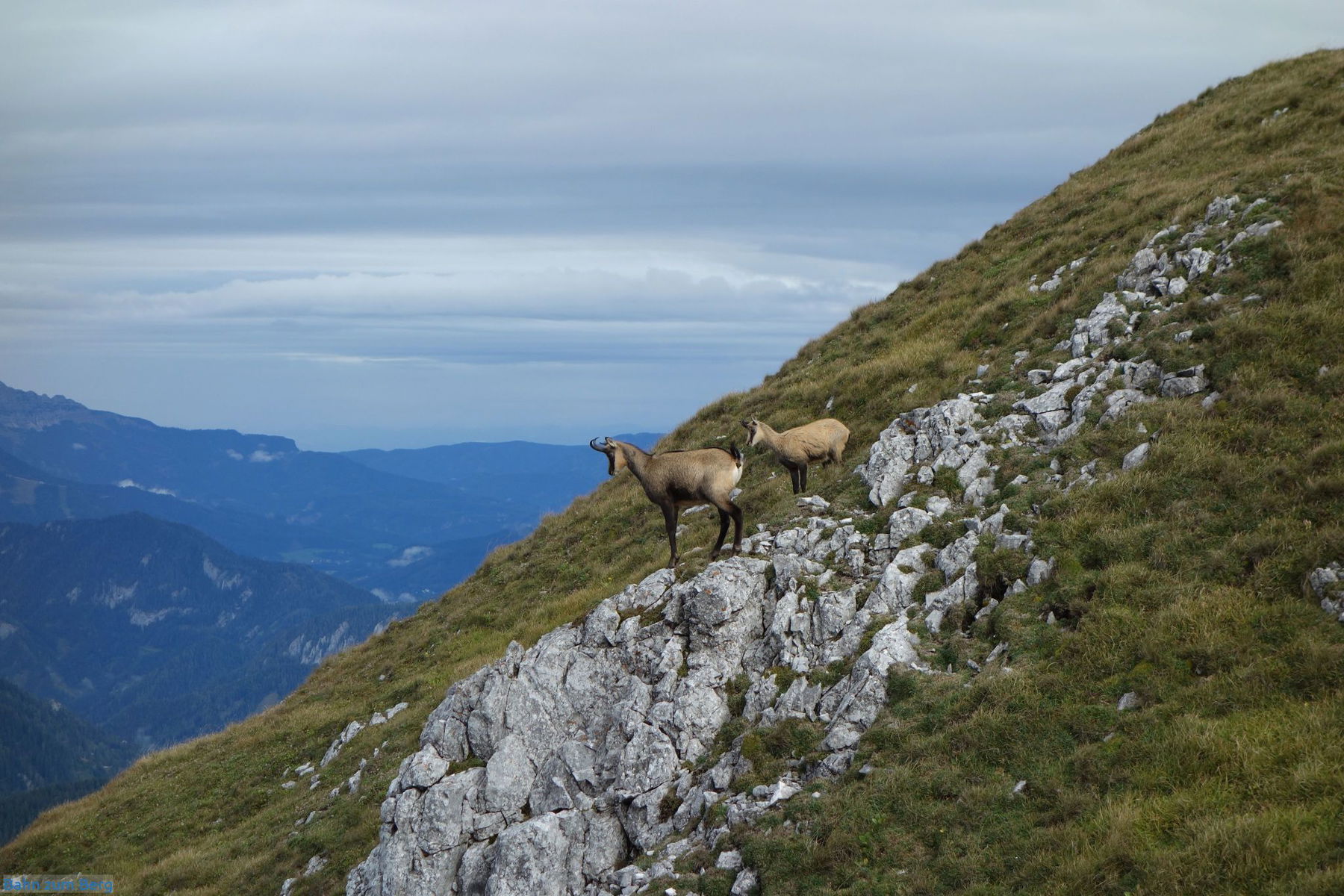 Zwischen Mürzsteg und Niederalpl