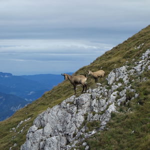 Zwischen Mürzsteg und Niederalpl