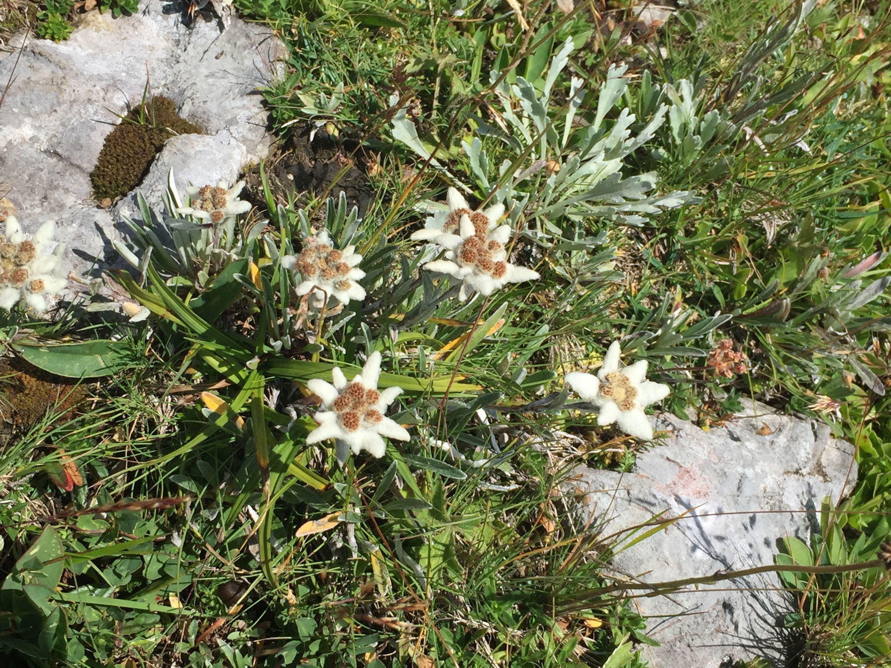 Trenchtling Überschreitung