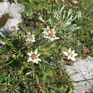 Trenchtling Überschreitung
