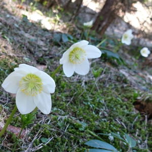 Baden in Schneerosen