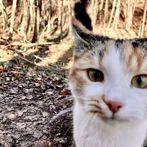 Urfahraner 3-Bachl-Tour