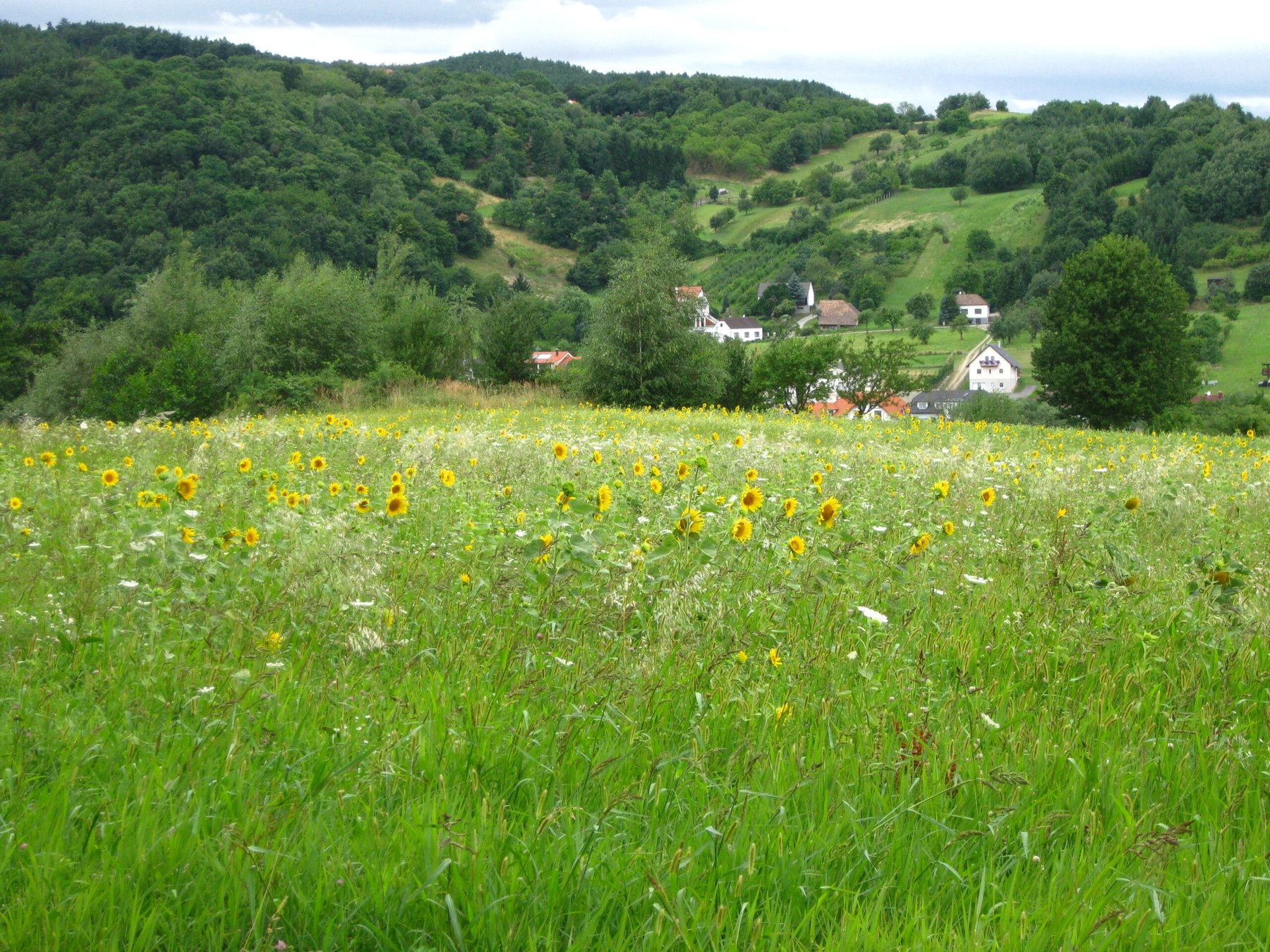 1 Natura Trail „Vom Rosaliengebirge zum Neusiedler See“ Etappe 1