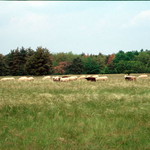 11 Natura Trail „Pannonische Sanddünen“
