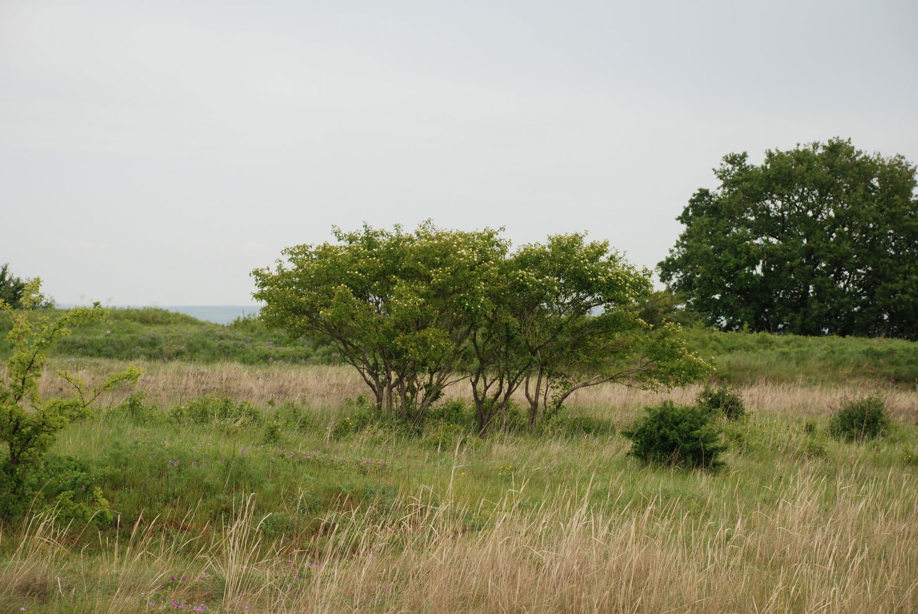 43 Natura Trail „Der Bisamberg“