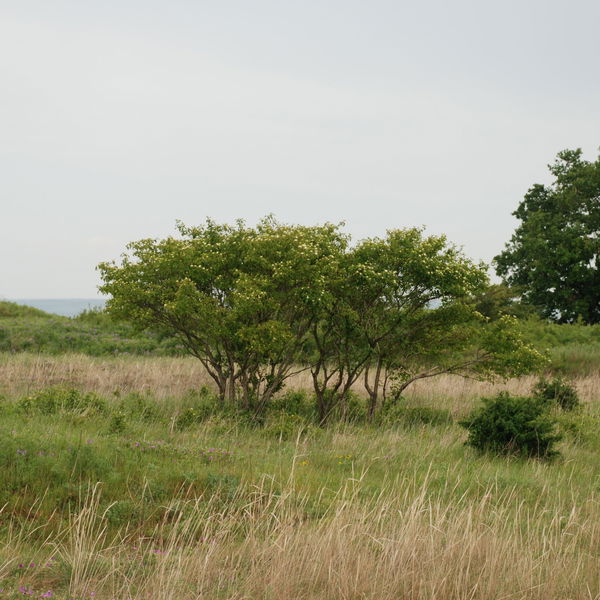 43 Natura Trail „Der Bisamberg“