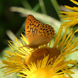 „Transversale“ Schweigmühlalm – Klingeralm