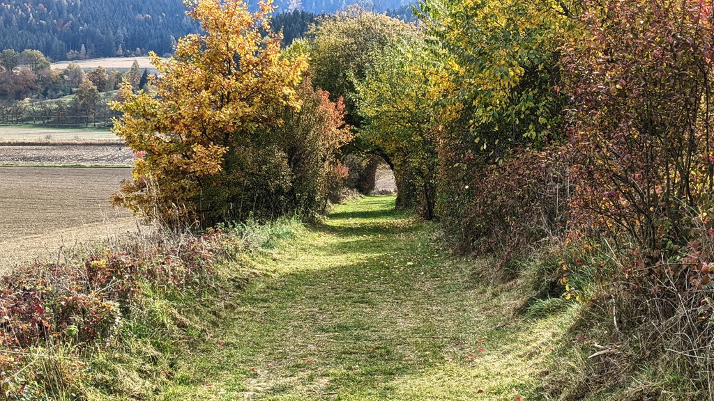 Fußweg durch die Felder zur Burg. Foto: Martin Heppner