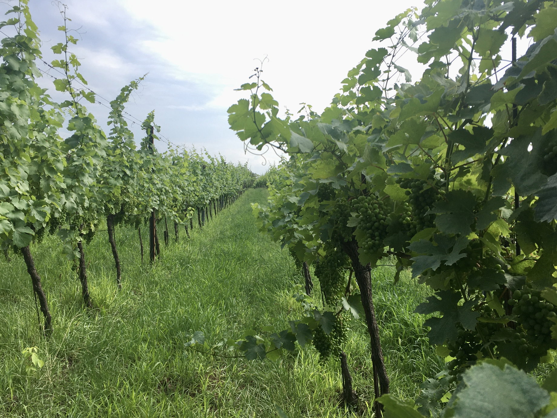 Weingärten am Bisamberg. Foto Veronika Schöll