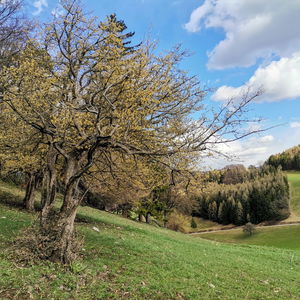 Aprilwetter am Geisbühel