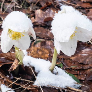 Mit der BRB zu den Schneerosen am Kufsteiner Stadtberg