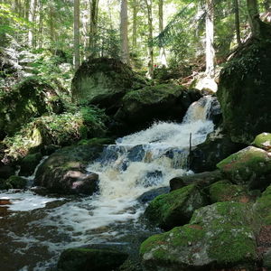 Auf den Spuren der Druiden: Die Ysperklamm im Waldviertel