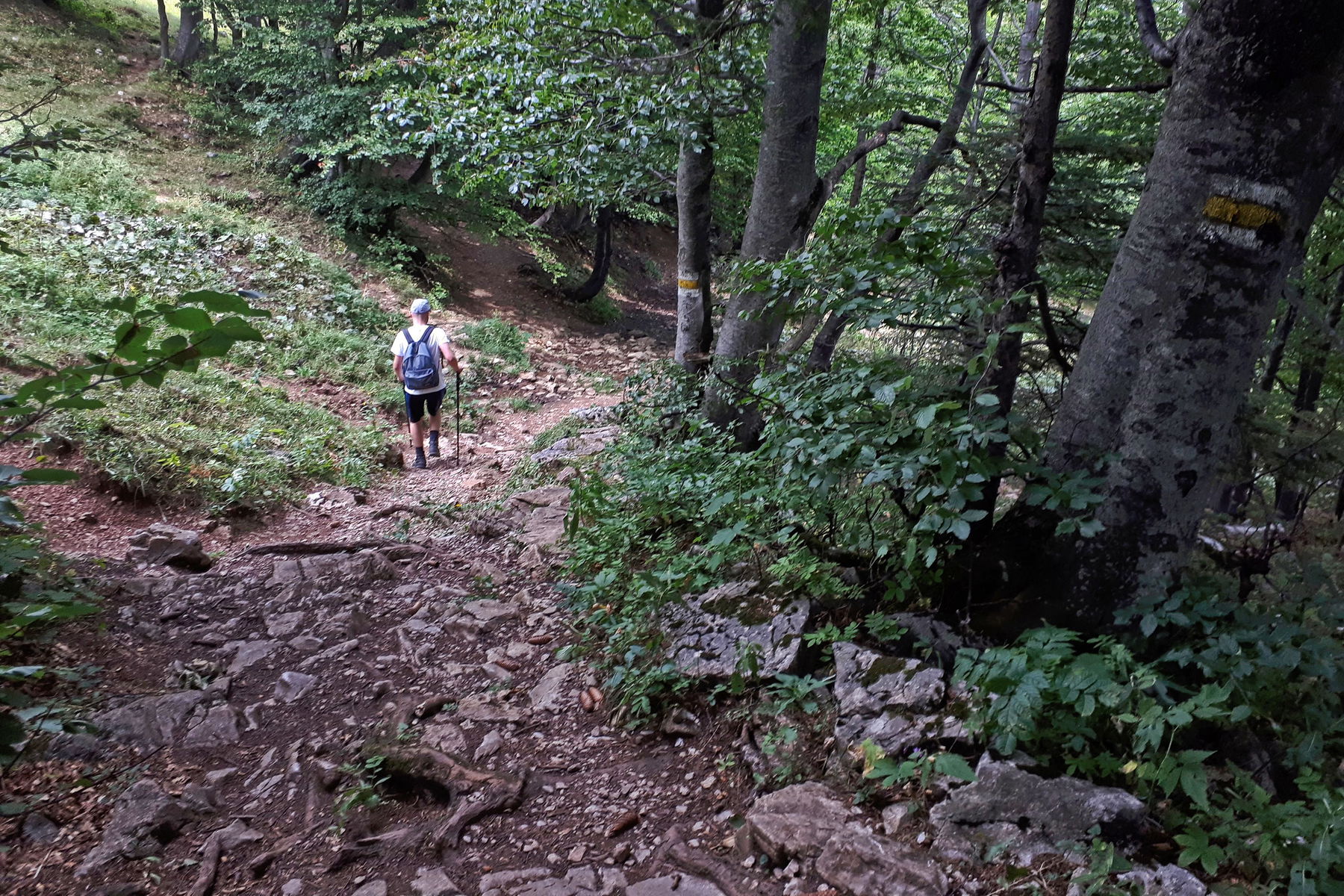 Mamauwiese beim „Faden“-Schneeberg