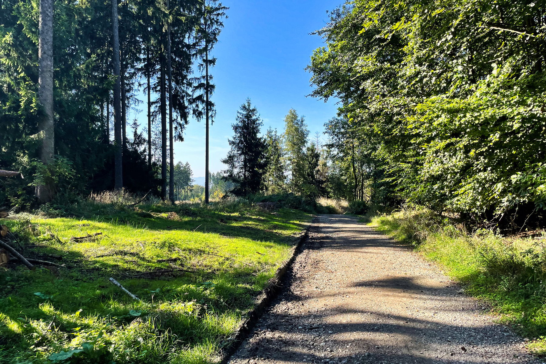 Kürnbergwald Überquerung mit Gipfelbesteigung light