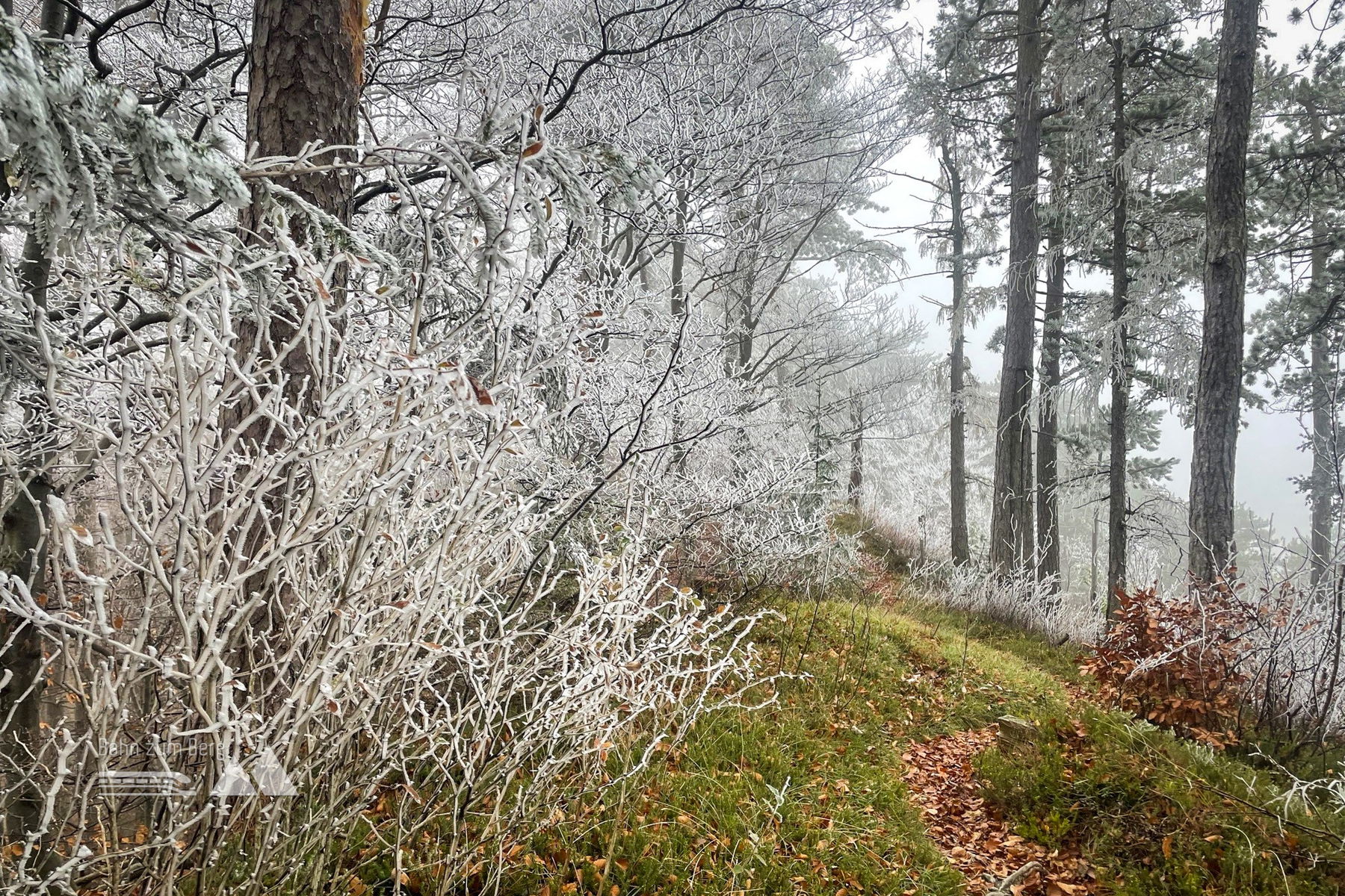 Kieneck, geht mit Öffis auch in einem Tag!