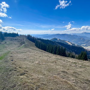 Drei possierliche Otter