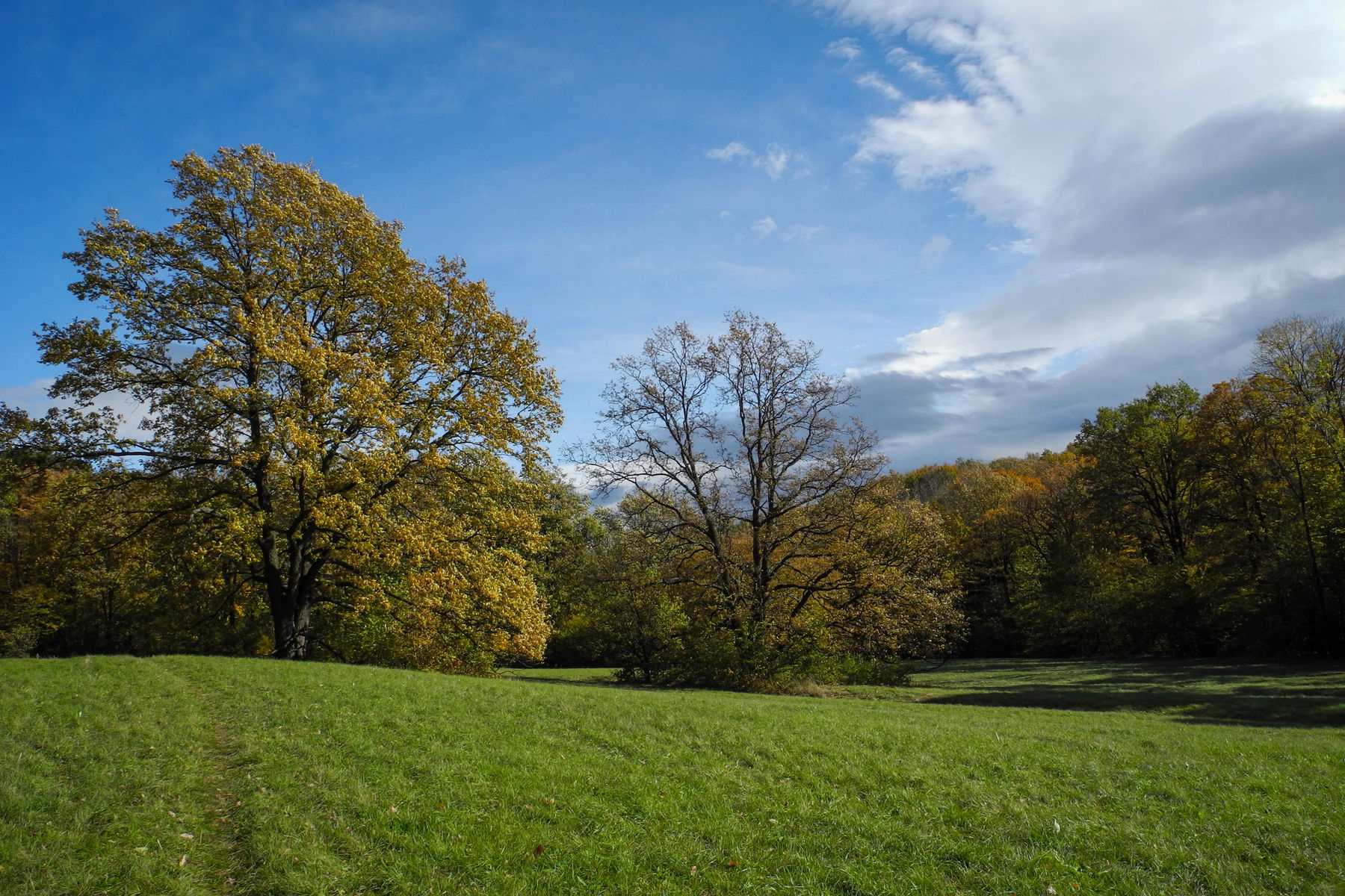Goldener Herbst im Gütenbachtal