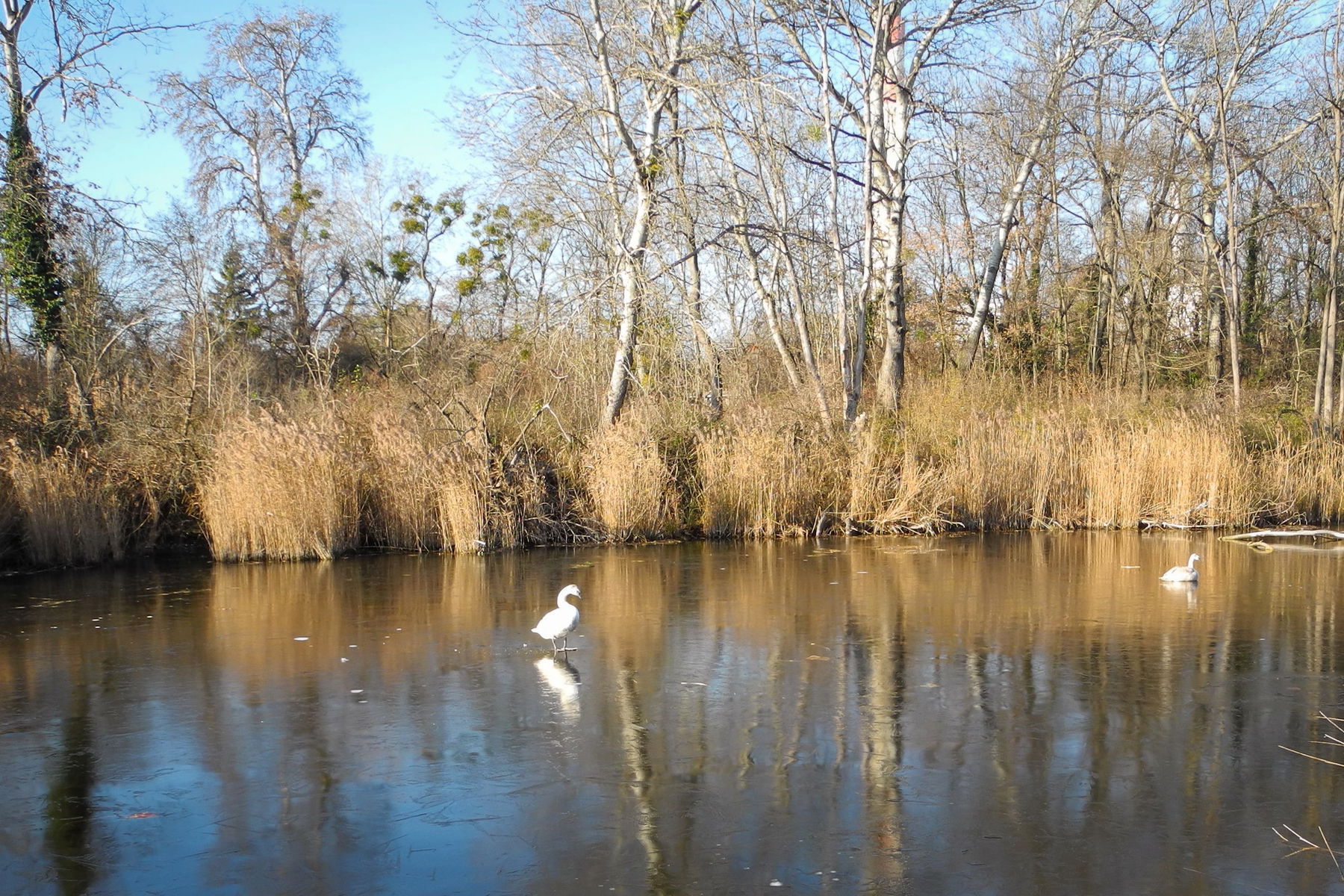 Immer dem Wasser entlang: Vom Biberhaufen nach Groß Enzersdorf
