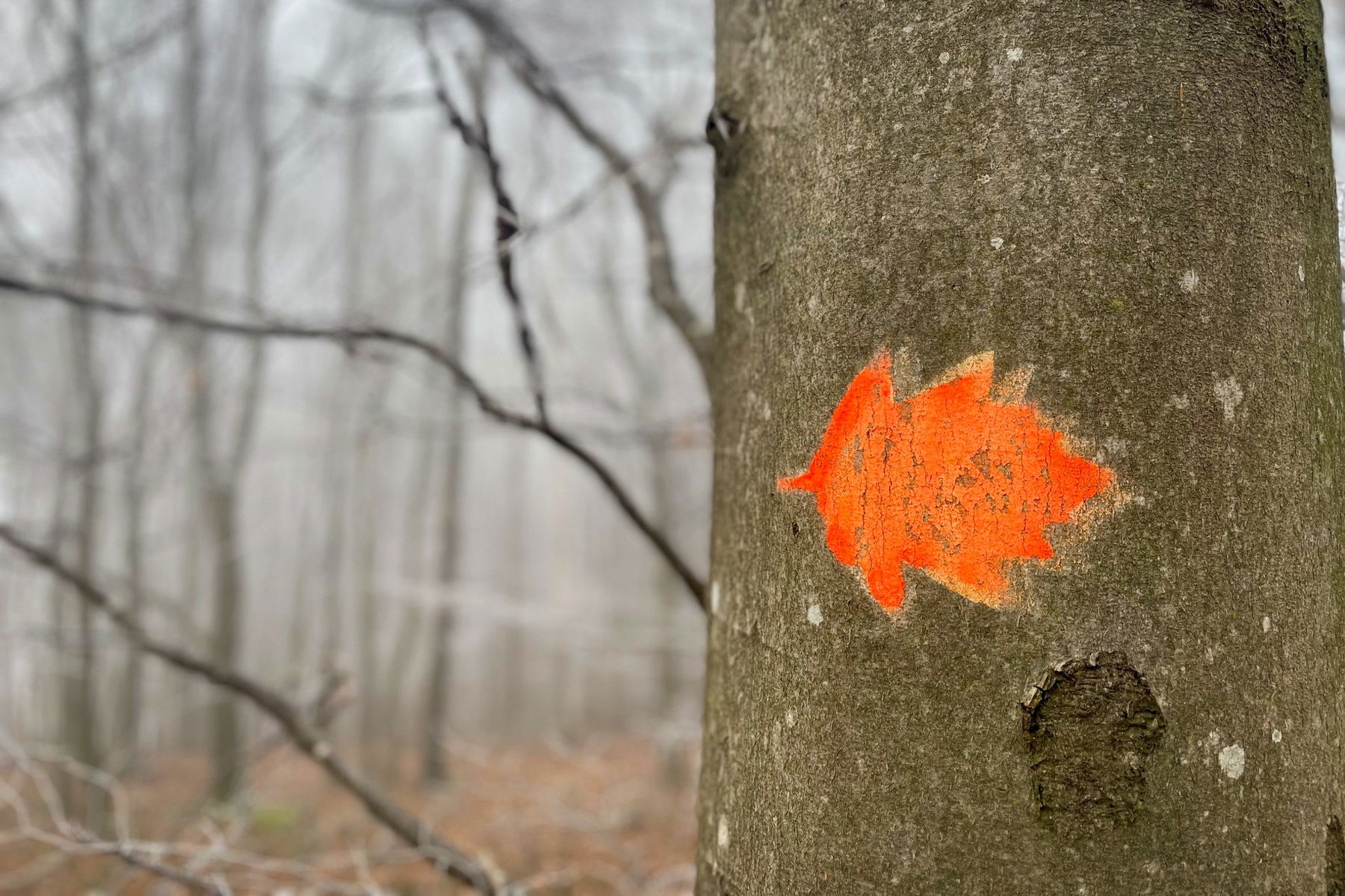 Quer durchs Elsbeerland